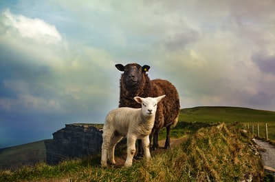 站在山上的幼羊和成年羊